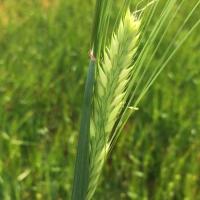 Frosted barley head - floret sterility can be determined by raising the head so the sun is behind it. Light comes through florets where grain is absent.
