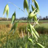 Image 7: Frost damaged oat head showing aborted floret damage