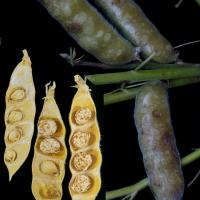 Pale pod surface spots and brown mushy lesions and dead discoloured seed