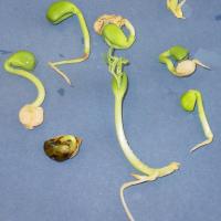 Deformed seedlings from germination test