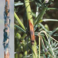 Large sunken lesions can girdle stems and branches and kill plants. Mature lesions have grey fuzzy mould