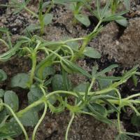 Seedlings rapidly become distorted after spray contact
