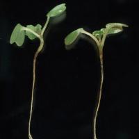 Seedlings affected with hypocotyl rot have thin wire-like stems with reddish-brown discolouration 