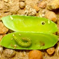 Field pea seed damaged by native budworm