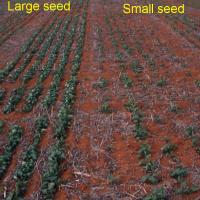 Plants from small seed has less vigour and lower yield 