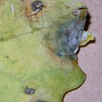 Pale watery leaf lesions that are caused by discarded infected petals