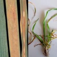 Oat plants showing zinc deficiency symtoms including spreading tan coloured lesions  lesions 