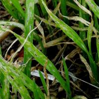 Close up of young wheat in the paddock showing severe wheat damage caused by Lucerne flea.
