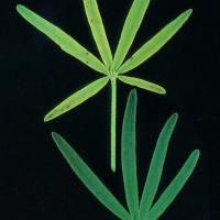 Deficient leaves (above) are uniformly pale