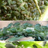 Green peach aphid (top), bluegreen aphid (centre), cowpea aphid (below) 