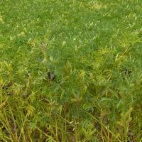 The first symptom is leaf yellowing and loss