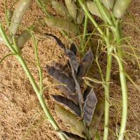 Black shrivelled pods on infected plants