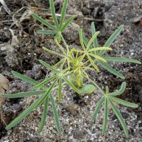 First sign is new growth yellowing