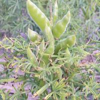 Twisted and claw shaped middle and younger leaves on severely deficient plants 