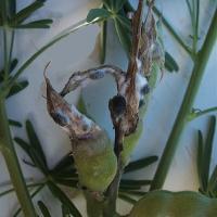 Infected flowering spike and pods