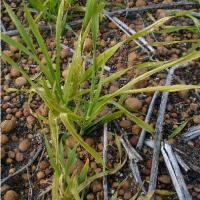 Pale wilted plant with white lesions 