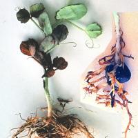 Roots of stunted plants are pinched off by characteristic dark brown spear-tipped lesions