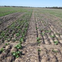 Reseeding canola research
