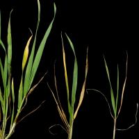Deficient plants are smaller with yellow leaves and fewer tillers