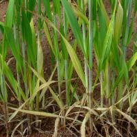 Reddened stems occur on some varieties