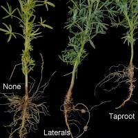 Paler plants with fewer or inactive root nodules