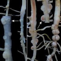 Rhizobia have infected the root on left but are inactive