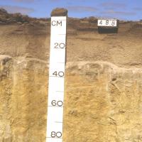 Soil pit showing the profile of alkaline grey shallow sandy duplexes (soil group 402) in the Southern Wheatbelt region. The soil profile shows shallow sand on the top, with clay below at <30cm.