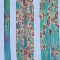 Oat leaves showing brown blotches with surrounding yellow areas typical of septoria blotch