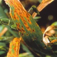 Blotches caused by septoria avenae can merge and kill entire leaf