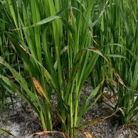 Mild septoria avenae blotch infection in oat crop