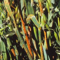 Stem rust pustules in infected oat crop