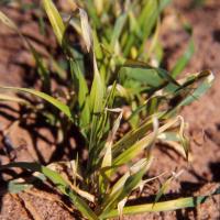 Leaf kinking and tip scorch may result from herbicide droplet damage