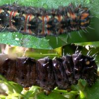 Dark brown to black caterpillar with two distinct yellow spots near the posterior end