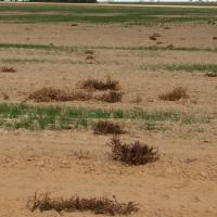 Slight changes in soil texture and seeding depth cause patchy germination in semi-dry soil