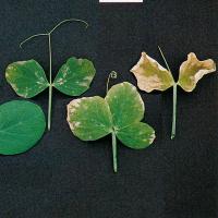 Degrees of potassium deficiency in old leaves