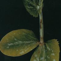 Red-brown lesions develop on new leaf and upper main stems