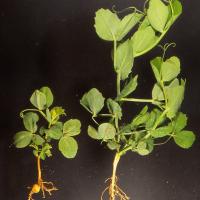 Affected plants are stunted with reduced root systems 