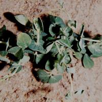 Young growth twists rapidly after herbicide application 