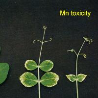 Severe toxicity causes cupped leaves