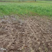 Poor weed and pea germination due to wet saline soil