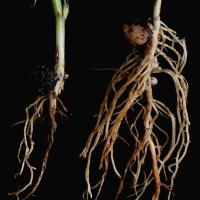 Brown roots may have poor nodulation and root death