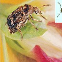 pea weevil adult -   سوسک نخود فرنگی  چیست و آن را معرفی کنید؟