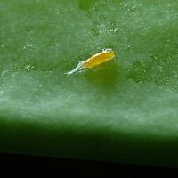 Bright yellow cigar-shaped egg about 1.5mm long attached individually to a developing pod