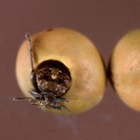 pea weevil emerging -   سوسک نخود فرنگی  چیست و آن را معرفی کنید؟