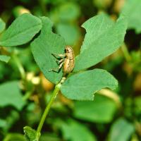Small lucerne weevil, note crescent shaped chew marks in leaves