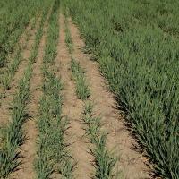 Smaller less developed tillers on the left