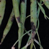 Pod lesions are black and lack fruiting bodies 