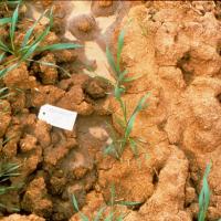Poor germination in cloddy dispersive topsoil.