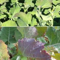 Hybrids can show leaf purpling with adequate N and S nutrition 