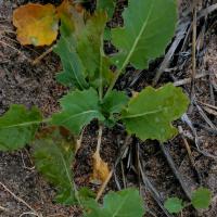 Plants on waterlogged but mildly saline soil look nitrogen deficient 